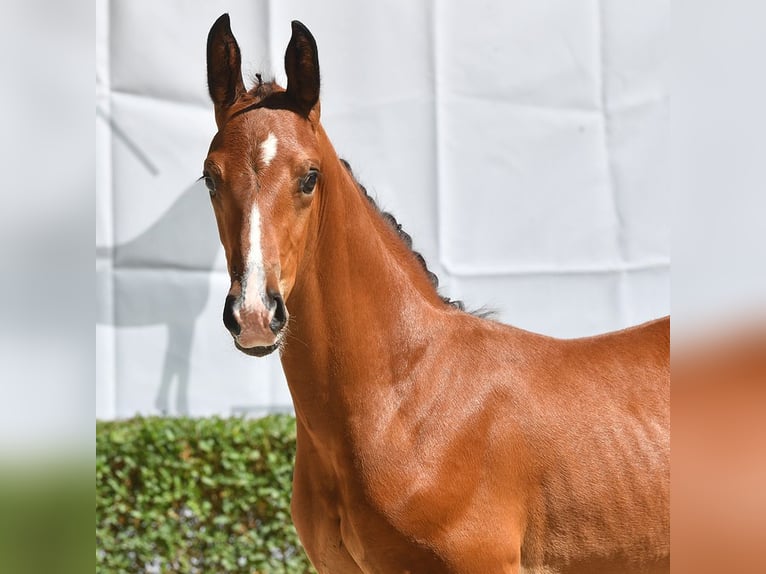 Oldenburgare Hingst Föl (07/2024) Brun in Bad Bevensen