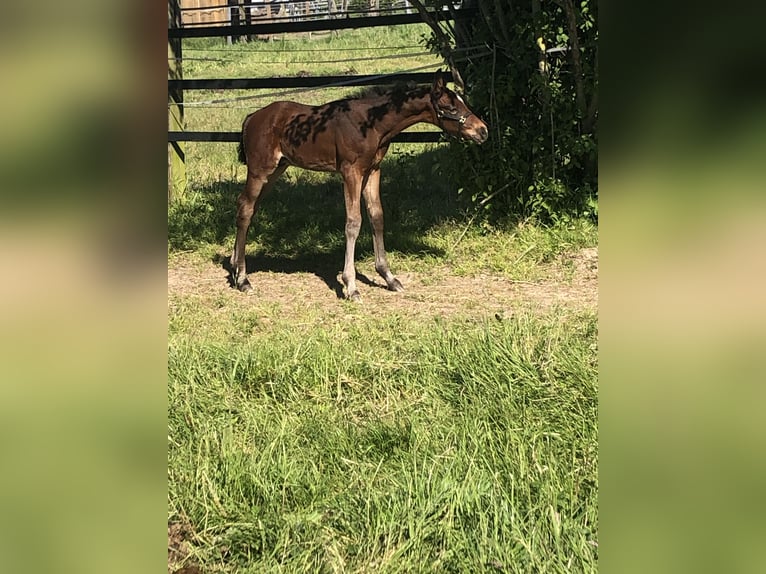 Oldenburgare Hingst Föl (05/2024) Brun in Hiddenhausen