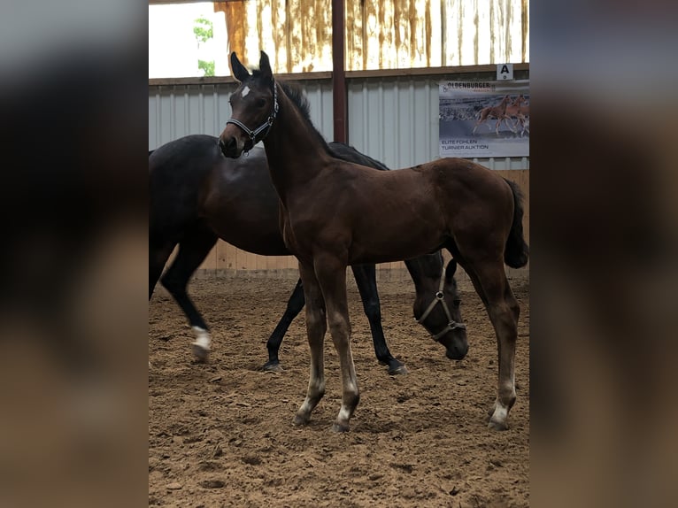 Oldenburgare Hingst Föl (05/2024) Brun in Hiddenhausen