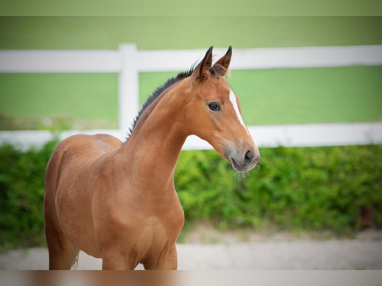 Oldenburgare Hingst Föl (05/2024) Brun in Gomadingen