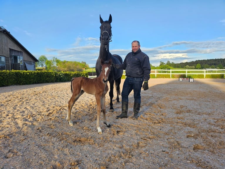 Oldenburgare Hingst Föl (05/2024) Brun in Gomadingen