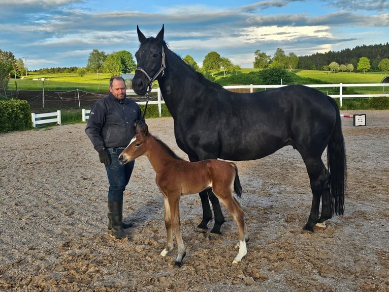 Oldenburgare Hingst Föl (05/2024) Brun in Gomadingen