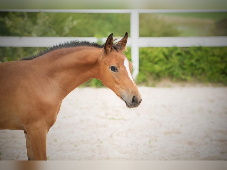 Oldenburgare Hingst Föl (05/2024) Brun in Gomadingen