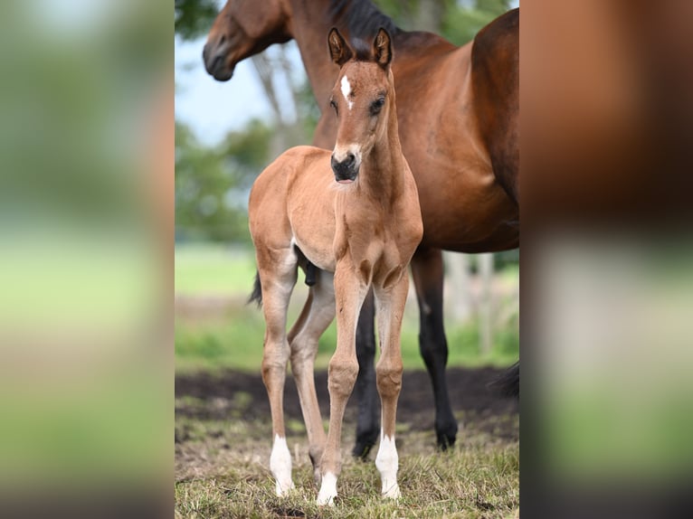 Oldenburgare Blandning Hingst Föl (05/2024) Brun in Ovelgönne