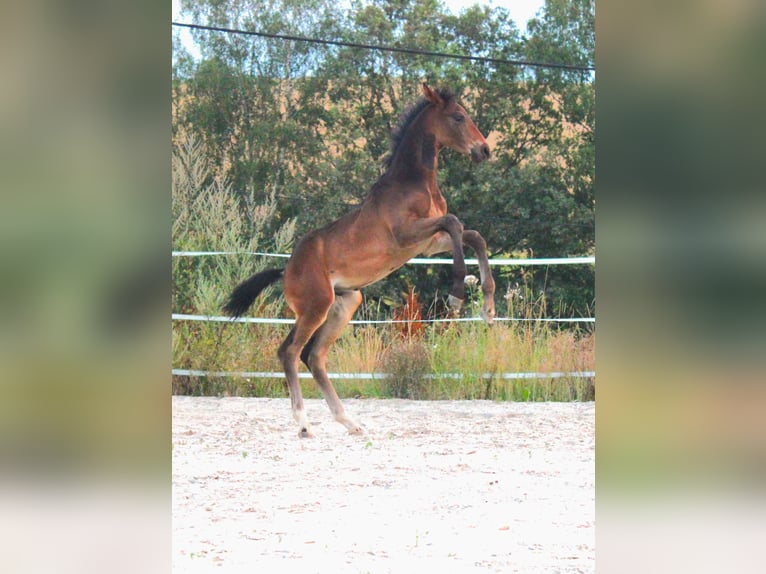 Oldenburgare Hingst Föl (05/2024) Brun in Stolpen