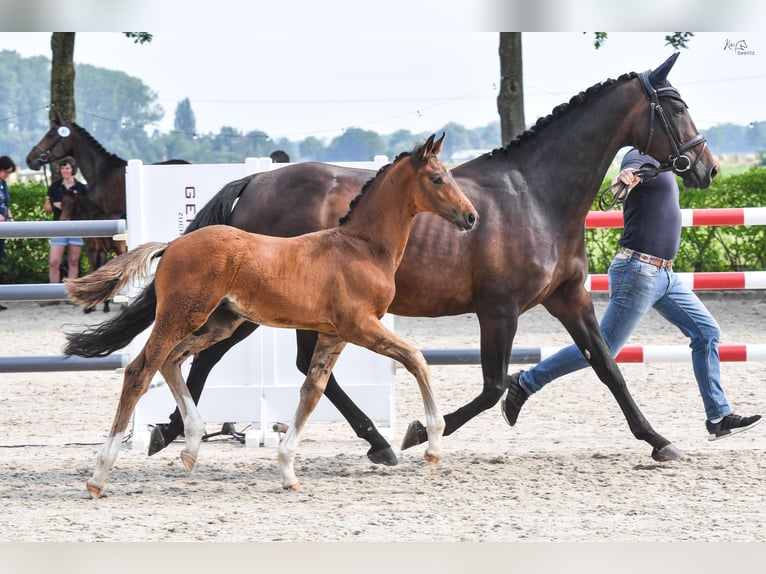 Oldenburgare Hingst Föl (04/2024) Brun in Wedemark