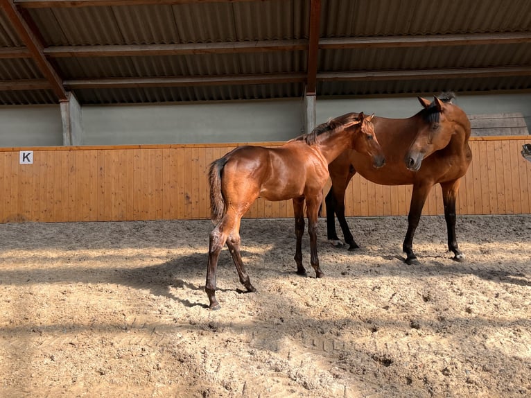 Oldenburgare Hingst Föl (05/2024) Brun in Uelsen