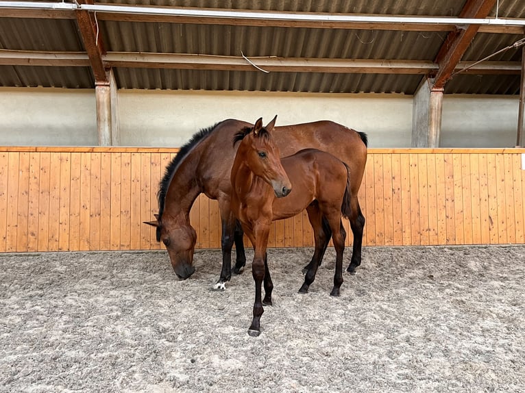 Oldenburgare Hingst Föl (05/2024) Brun in Uelsen