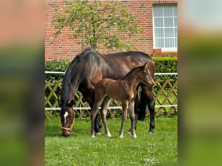 Oldenburgare Hingst Föl (04/2024) Brun in Lingen