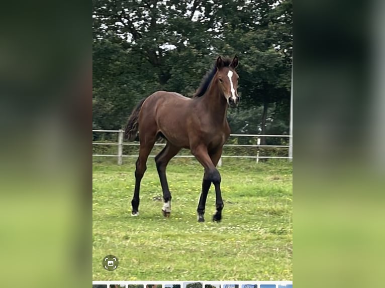 Oldenburgare Hingst Föl (04/2024) Brun in Lingen