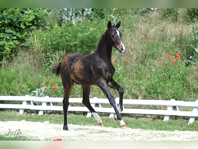 Oldenburgare Hingst Föl (02/2024) in Bismark