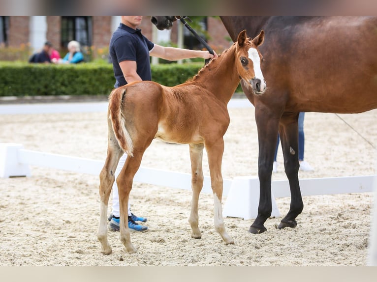 Oldenburgare Hingst Föl (05/2024) Fux in Dötlingen