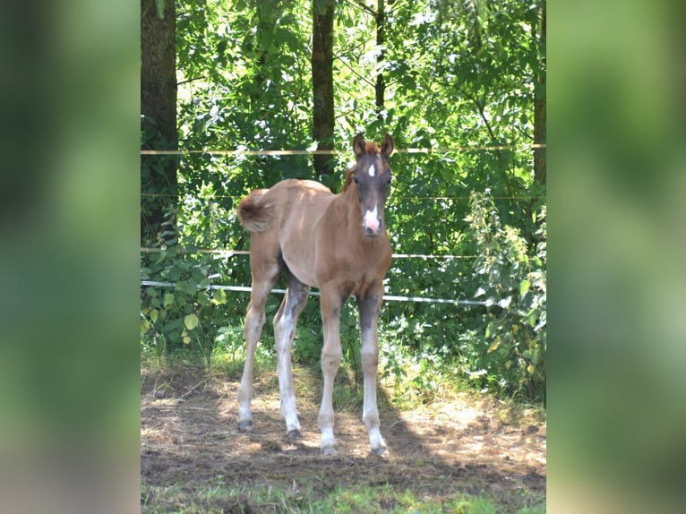 Oldenburgare Hingst Föl (04/2024) Fux in Petershagen