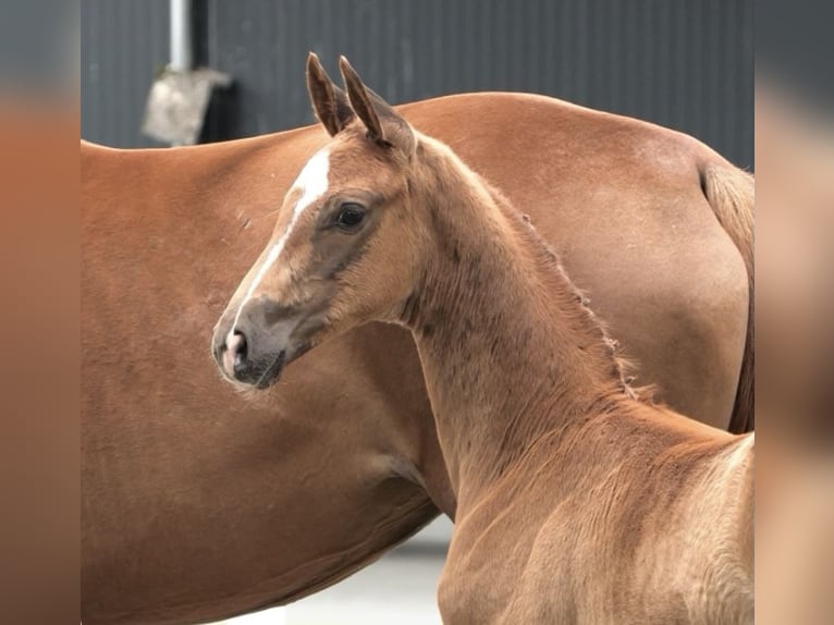 Oldenburgare Hingst Föl (05/2024) Fux in Grönheim ( Landkreis Cloppenburg )