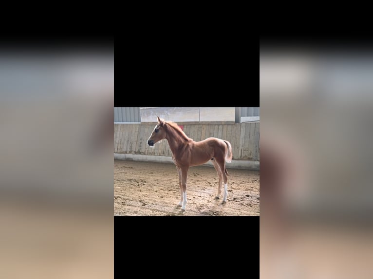 Oldenburgare Hingst Föl (03/2024) fux in Rennerod