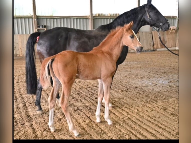 Oldenburgare Hingst Föl (03/2024) fux in Rennerod