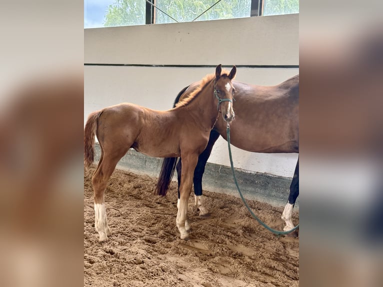 Oldenburgare Hingst Föl (05/2024) fux in Hardegsen