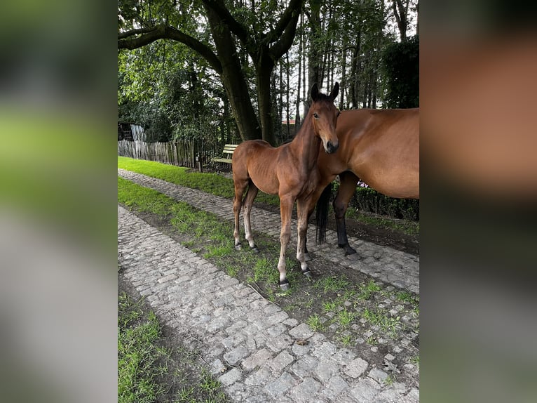 Oldenburgare Hingst Föl (04/2024) Ljusbrun in Geel