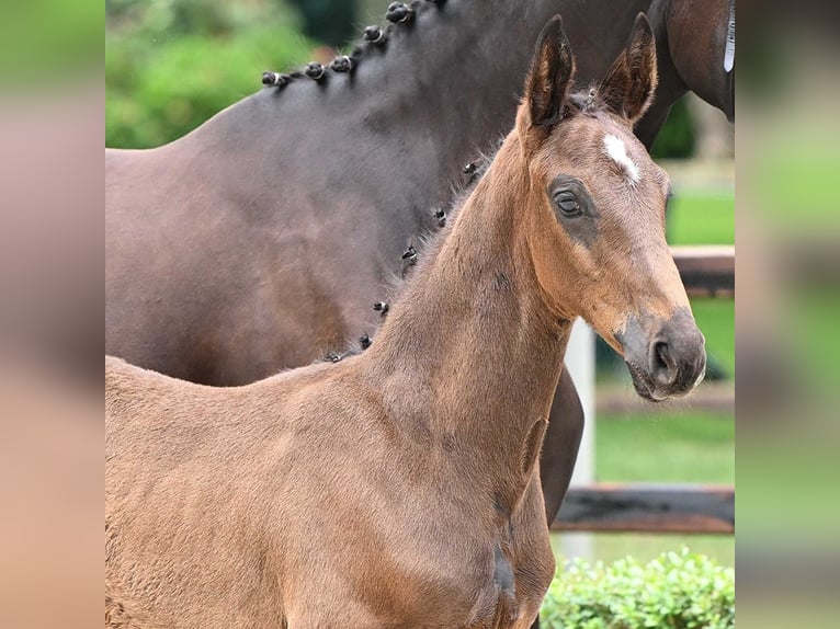 Oldenburgare Hingst Föl (05/2024) Mörkbrun in Bad Bevensen