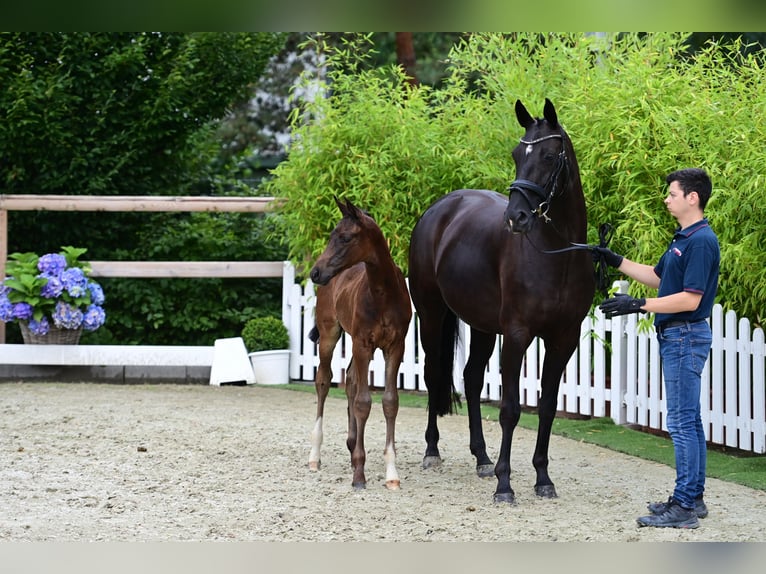 Oldenburgare Hingst Föl (06/2024) Mörkbrun in Bakum