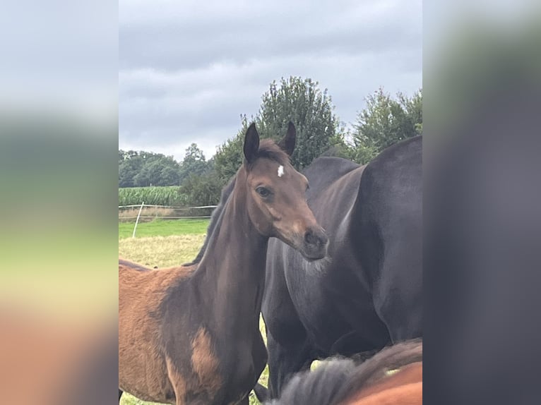 Oldenburgare Hingst Föl (04/2024) Mörkbrun in Bösel