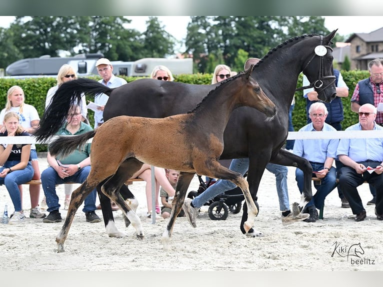 Oldenburgare Hingst Föl (04/2024) Mörkbrun in Bösel