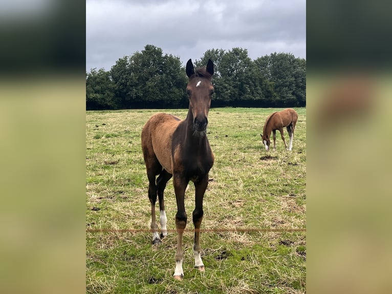 Oldenburgare Hingst Föl (04/2024) Mörkbrun in Bösel