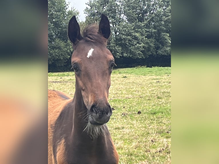 Oldenburgare Hingst Föl (04/2024) Mörkbrun in Bösel