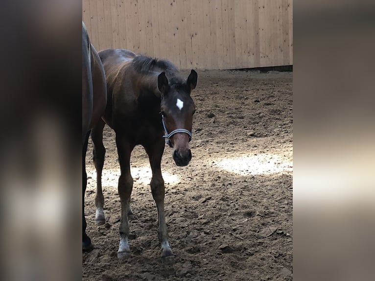 Oldenburgare Hingst Föl (04/2024) Mörkbrun in Hiddenhausen