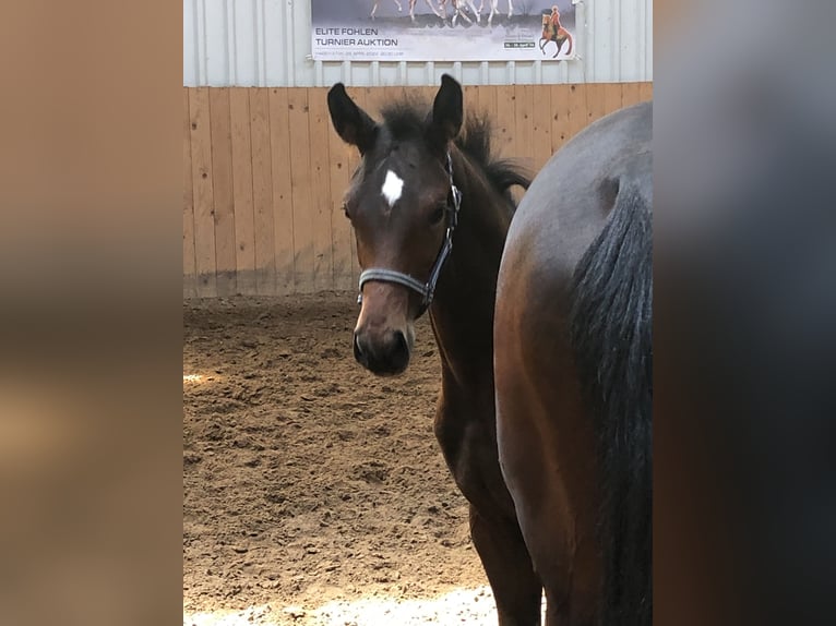 Oldenburgare Hingst Föl (04/2024) Mörkbrun in Hiddenhausen