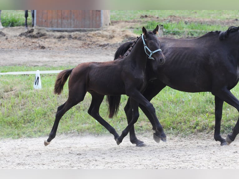 Oldenburgare Hingst Föl (03/2024) Mörkbrun in Pisek