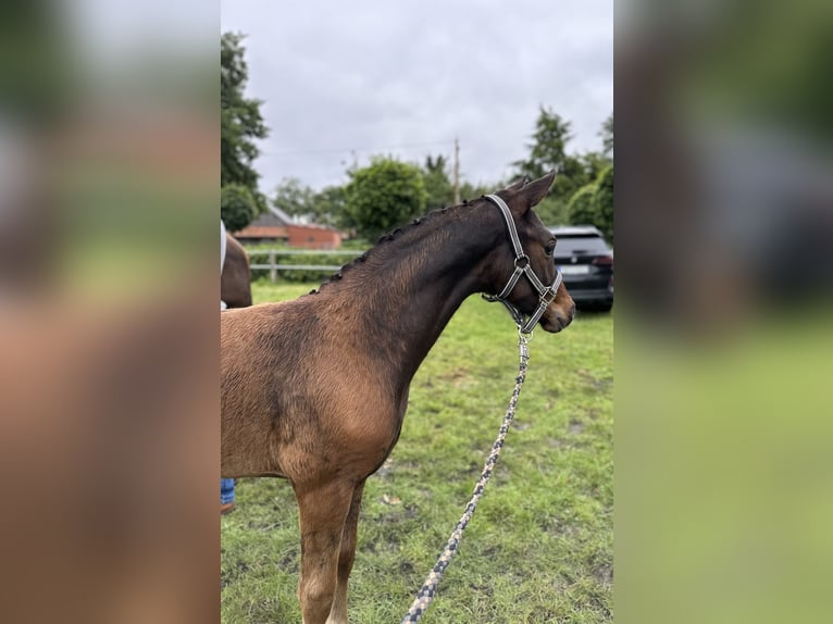 Oldenburgare Hingst Föl (04/2024) Mörkbrun in Lippetal