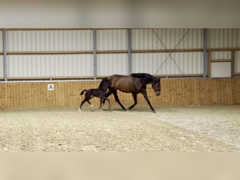 Oldenburgare Hingst Föl (05/2024) Mörkbrun in Molbergen