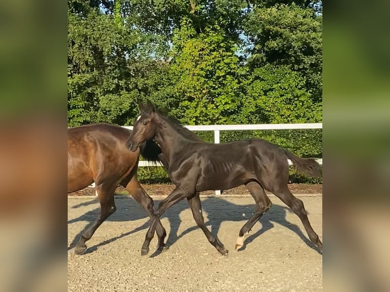 Oldenburgare Hingst Föl (03/2024) Rökfärgad svart in Bocholt