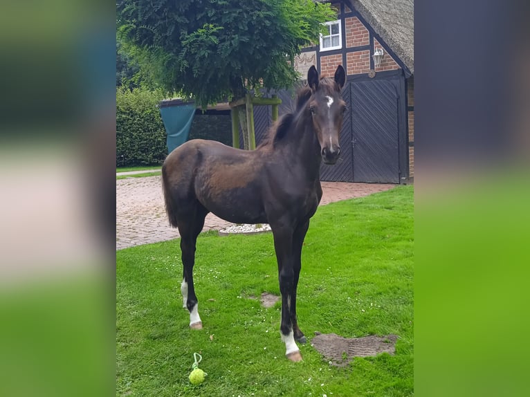 Oldenburgare Hingst Föl (03/2024) Rökfärgad svart in Ovelgönne