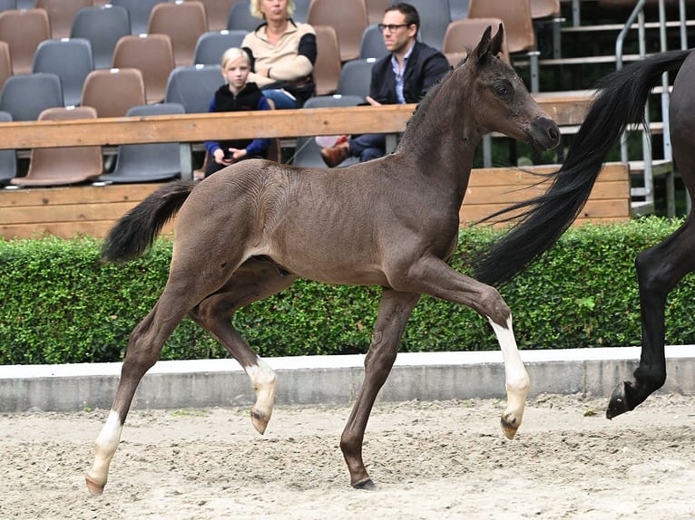 Oldenburgare Hingst Föl (06/2024) Svart in Bad Bevensen