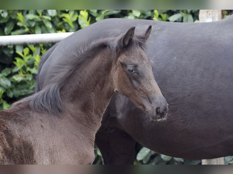 Oldenburgare Hingst Föl (02/2024) Svart in Essen (Oldenburg)