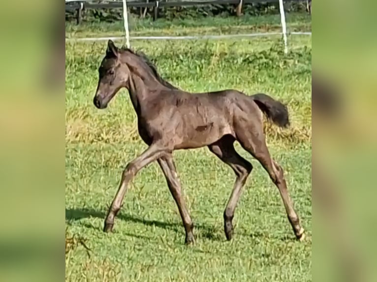 Oldenburgare Hingst Föl (06/2024) Svart in Garrel