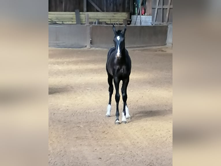 Oldenburgare Hingst Föl (02/2024) Svart in Wülfrath