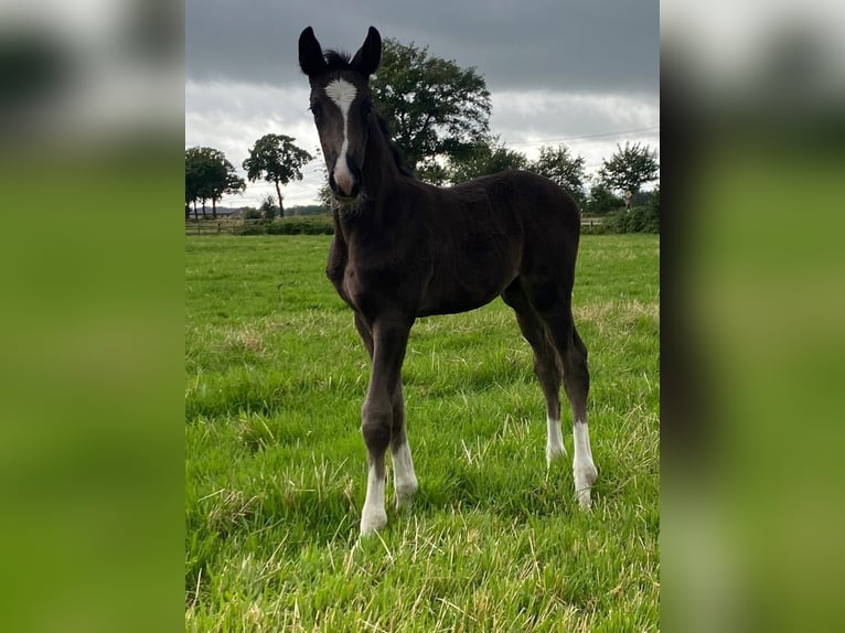 Oldenburgare Hingst Föl (05/2024) Svart in Stemwede