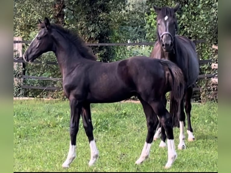 Oldenburgare Hingst Föl (05/2024) Svart in Stemwede