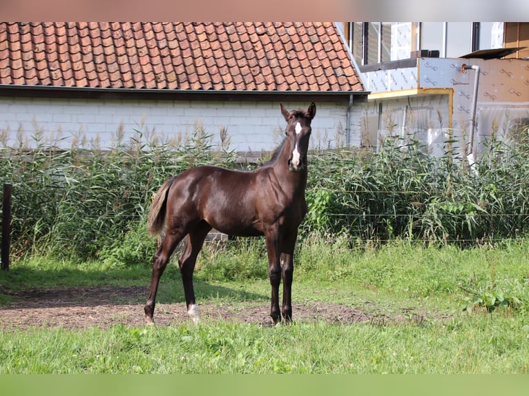 Oldenburgare Hingst Föl (04/2024) Svart in zaffelare