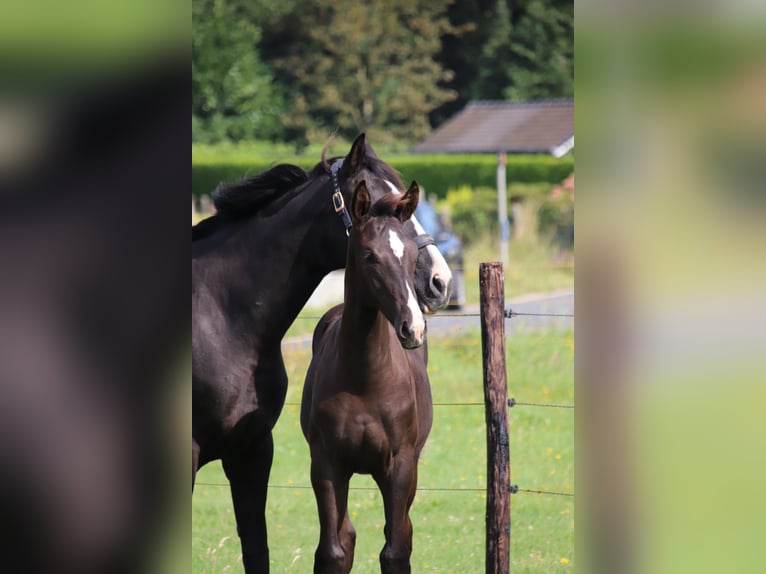 Oldenburgare Hingst Föl (04/2024) Svart in zaffelare