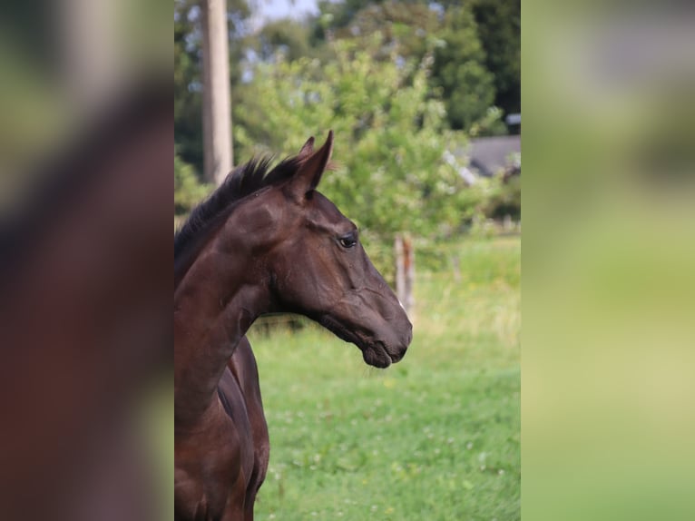 Oldenburgare Hingst Föl (04/2024) Svart in zaffelare