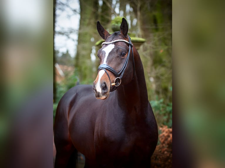 Oldenburgare Hingst Mörkbrun in Bramsche