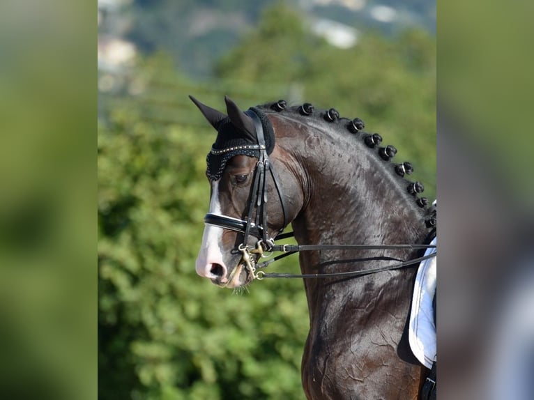 Oldenburgare Hingst Mörkbrun in Bramsche