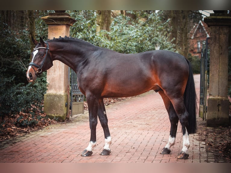 Oldenburgare Hingst Mörkbrun in Bramsche