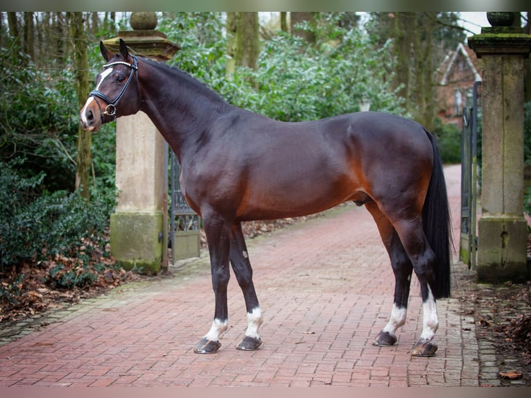 Oldenburgare Hingst Mörkbrun in Bramsche