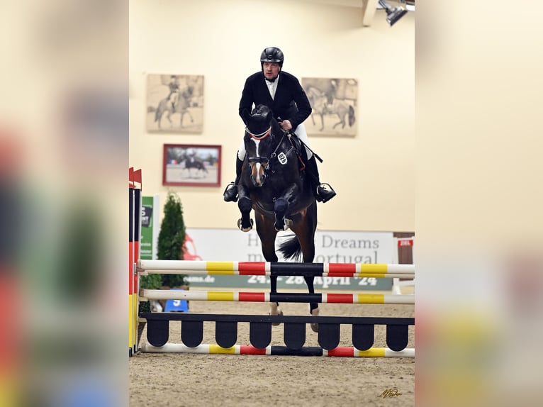 Oldenburgare Hingst Mörkbrun in Bramsche