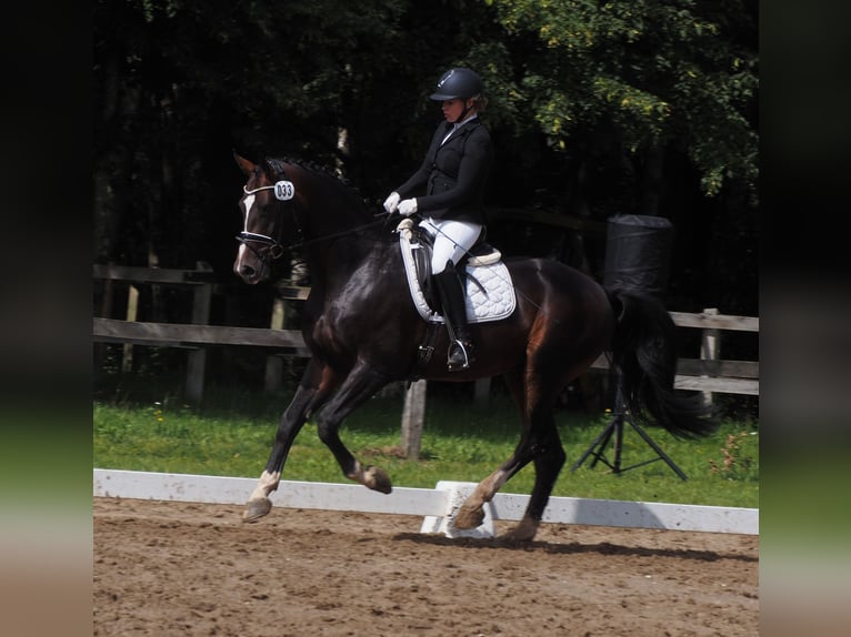 Oldenburgare Hingst Mörkbrun in Bramsche